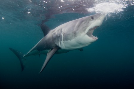 shark attacks