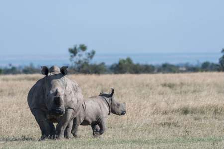 poachers