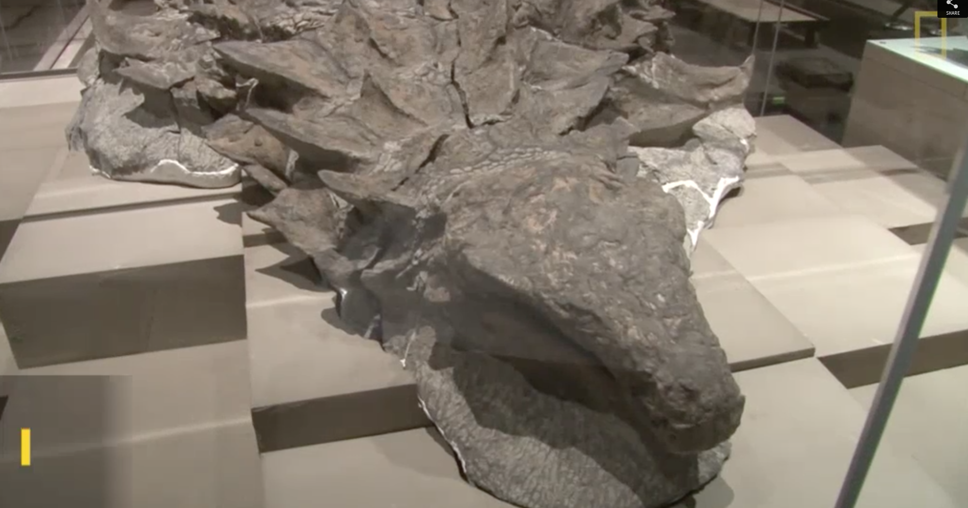 dinosaur