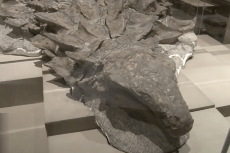 dinosaur