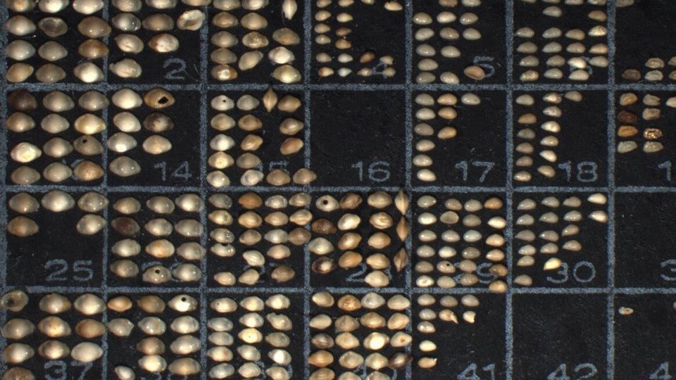ostracods