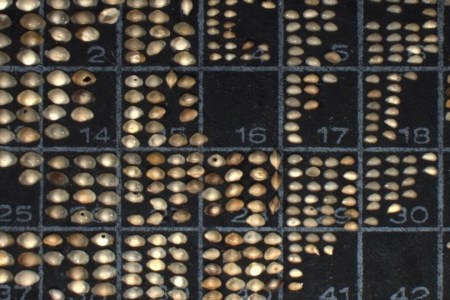 ostracods