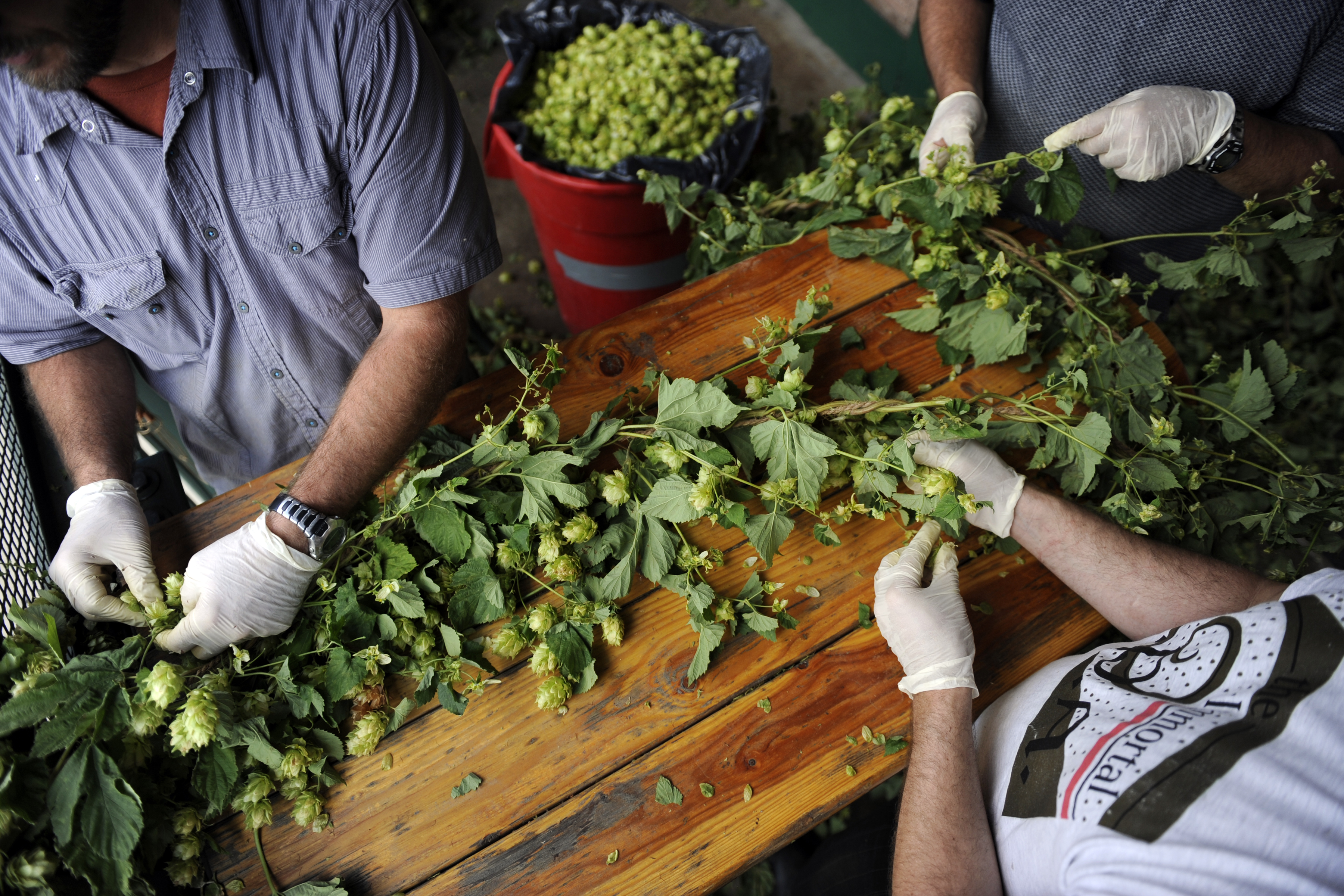 hops