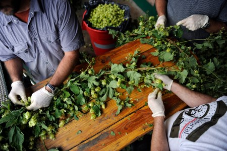 hops