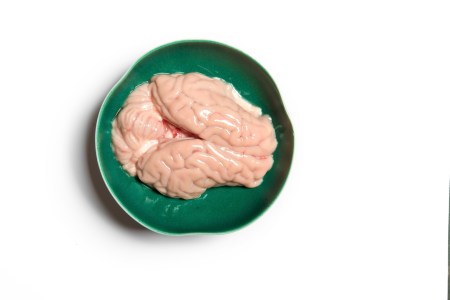 brain