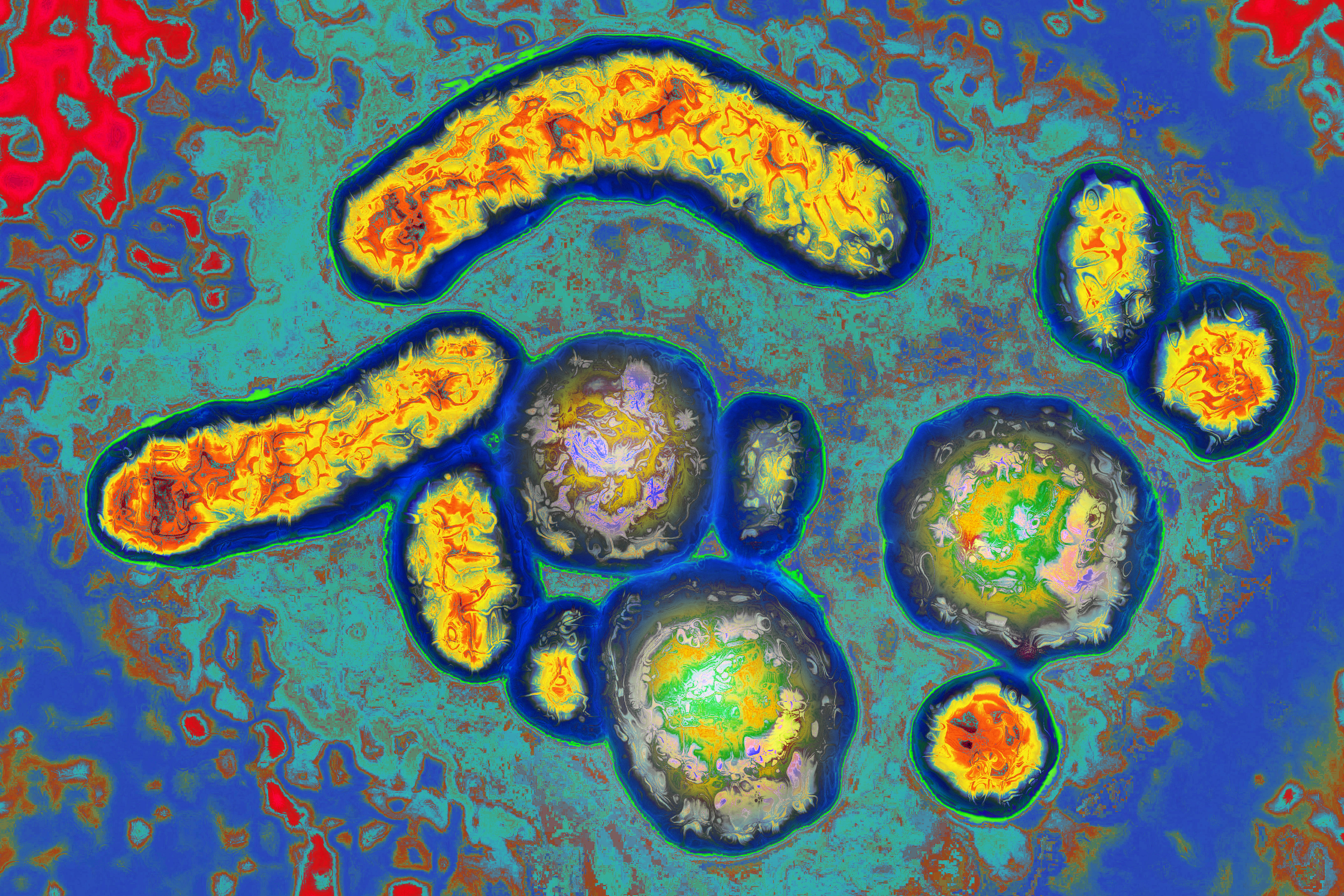 Hepatitis B