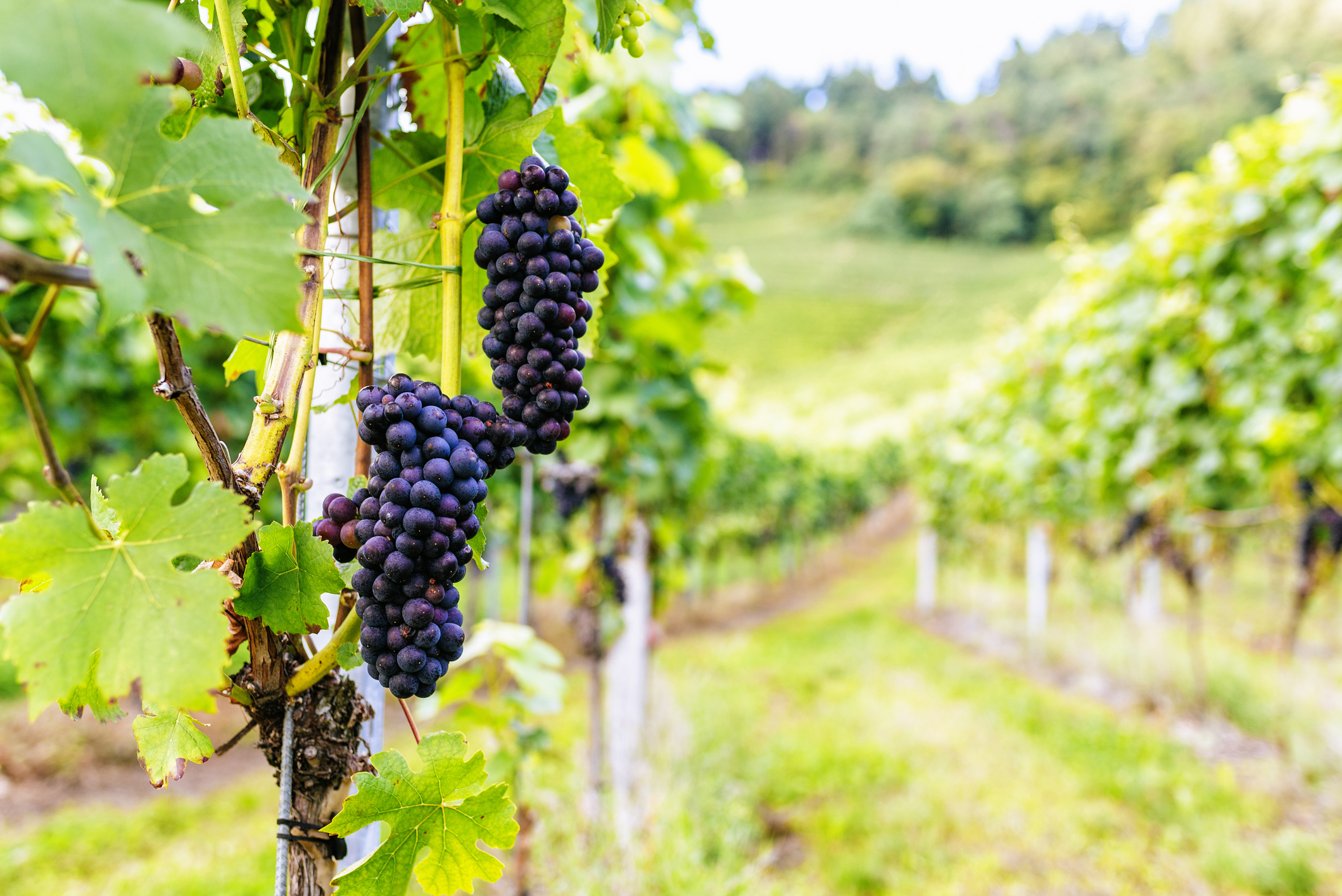 wine