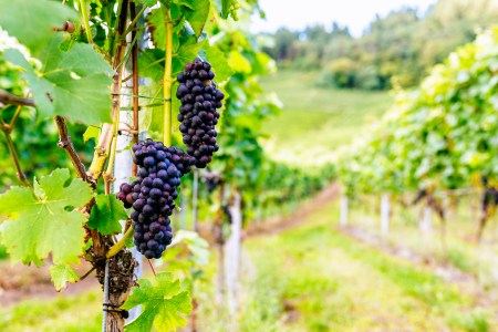 wine