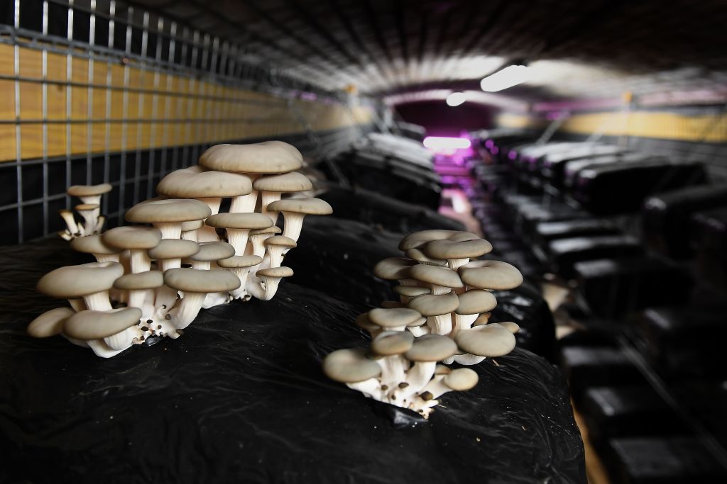 mushrooms