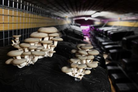 mushrooms