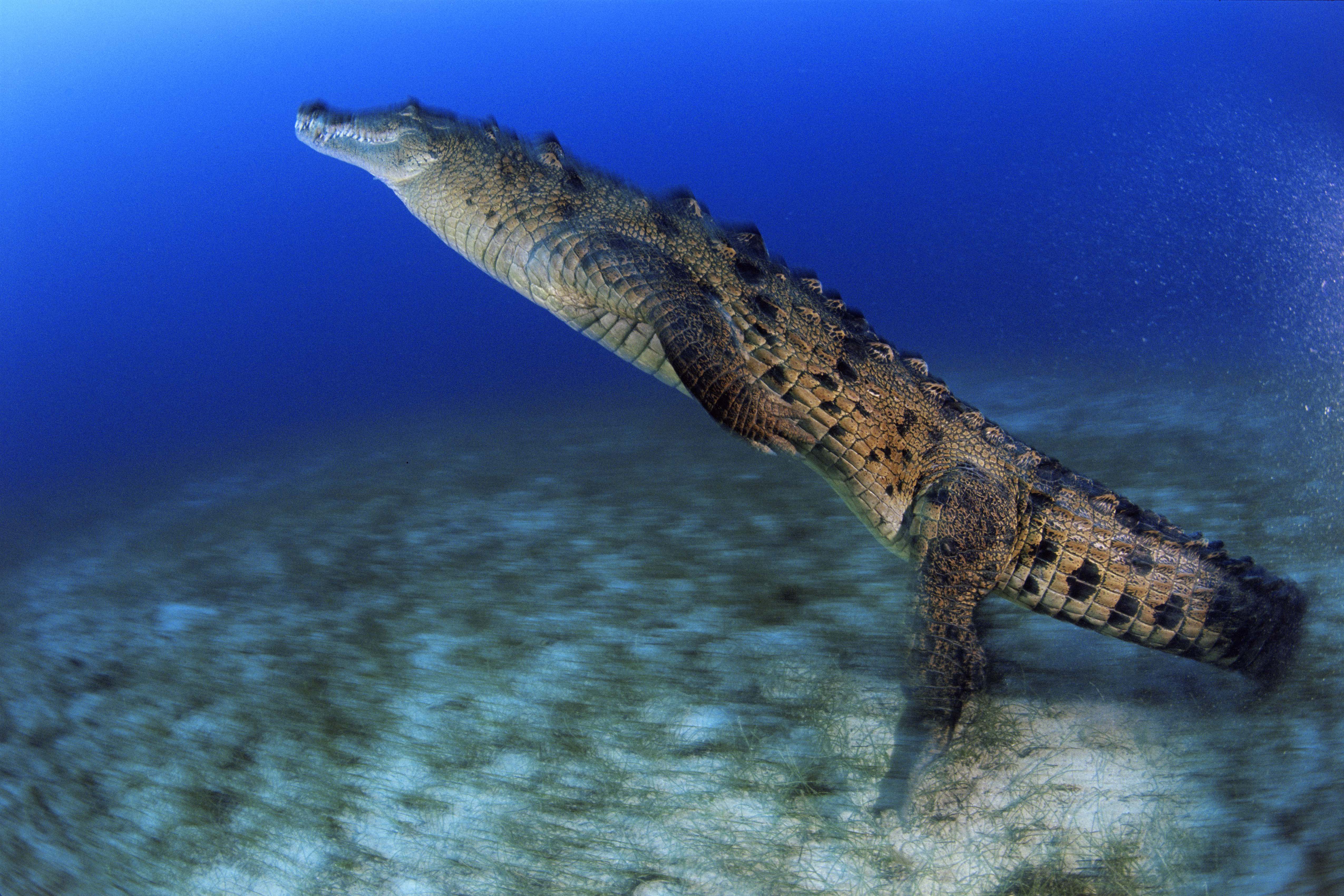 crocodile