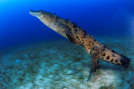 crocodile
