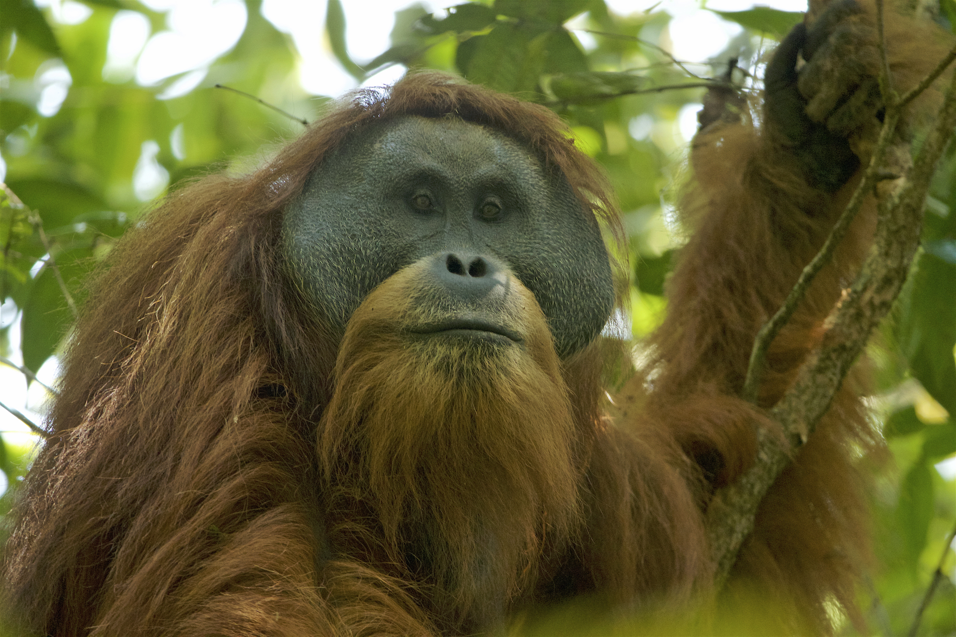 new species list