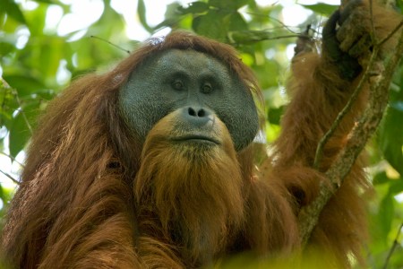 new species list