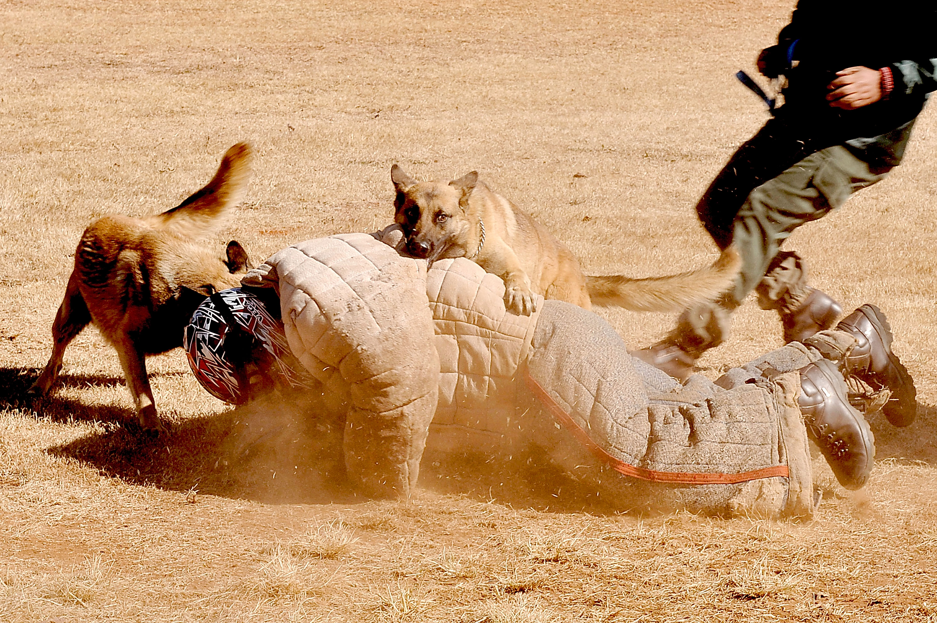 poachers