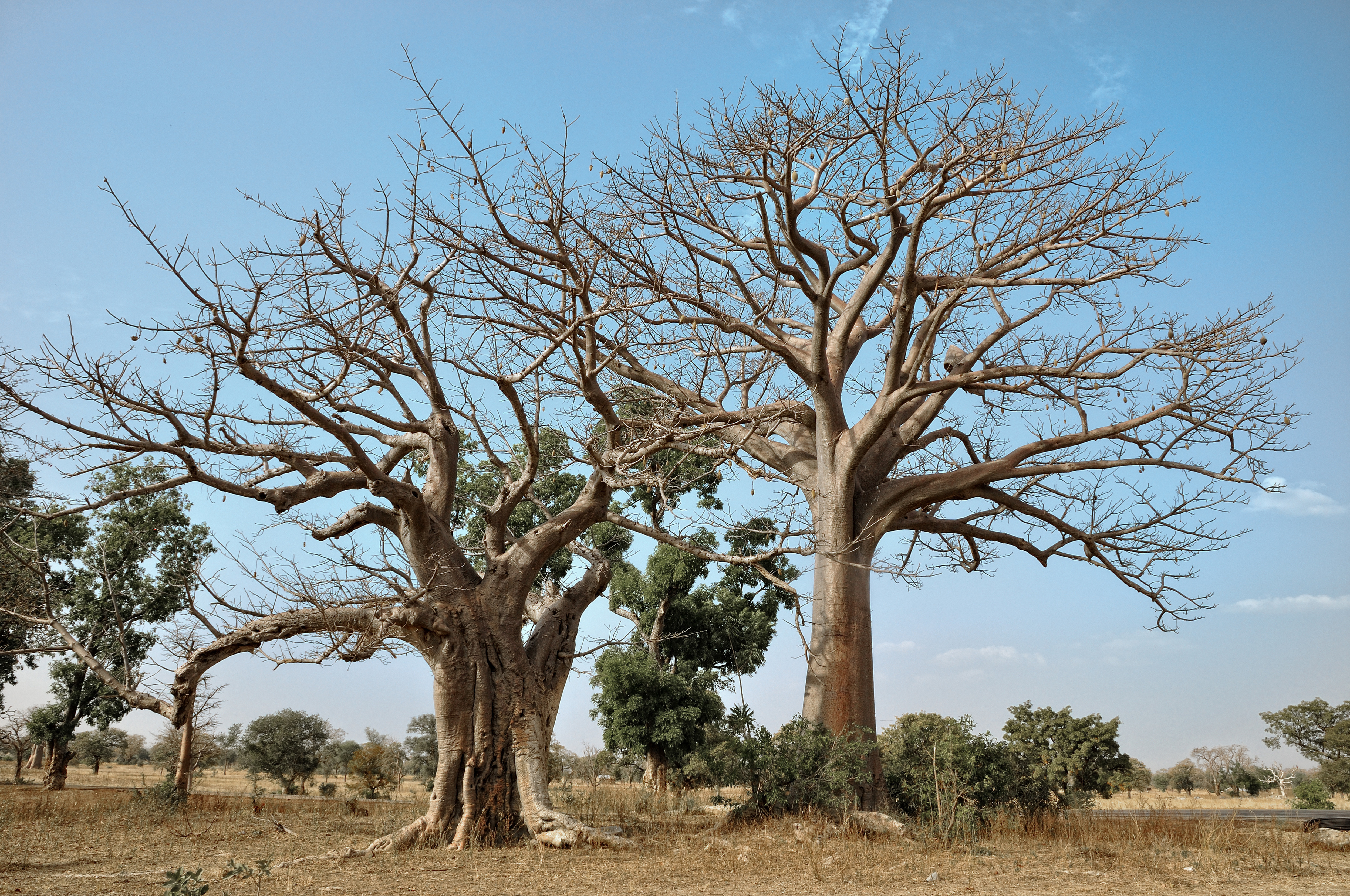 baobab trees