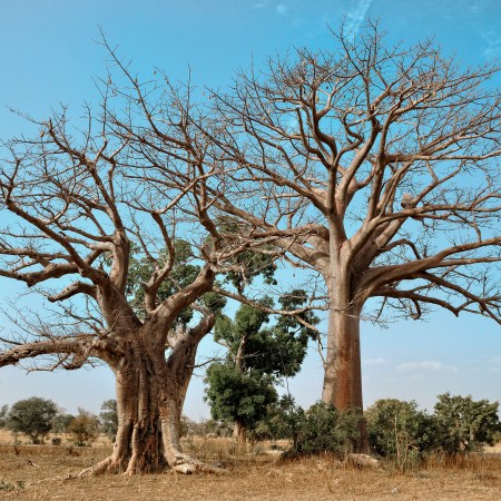 baobab trees