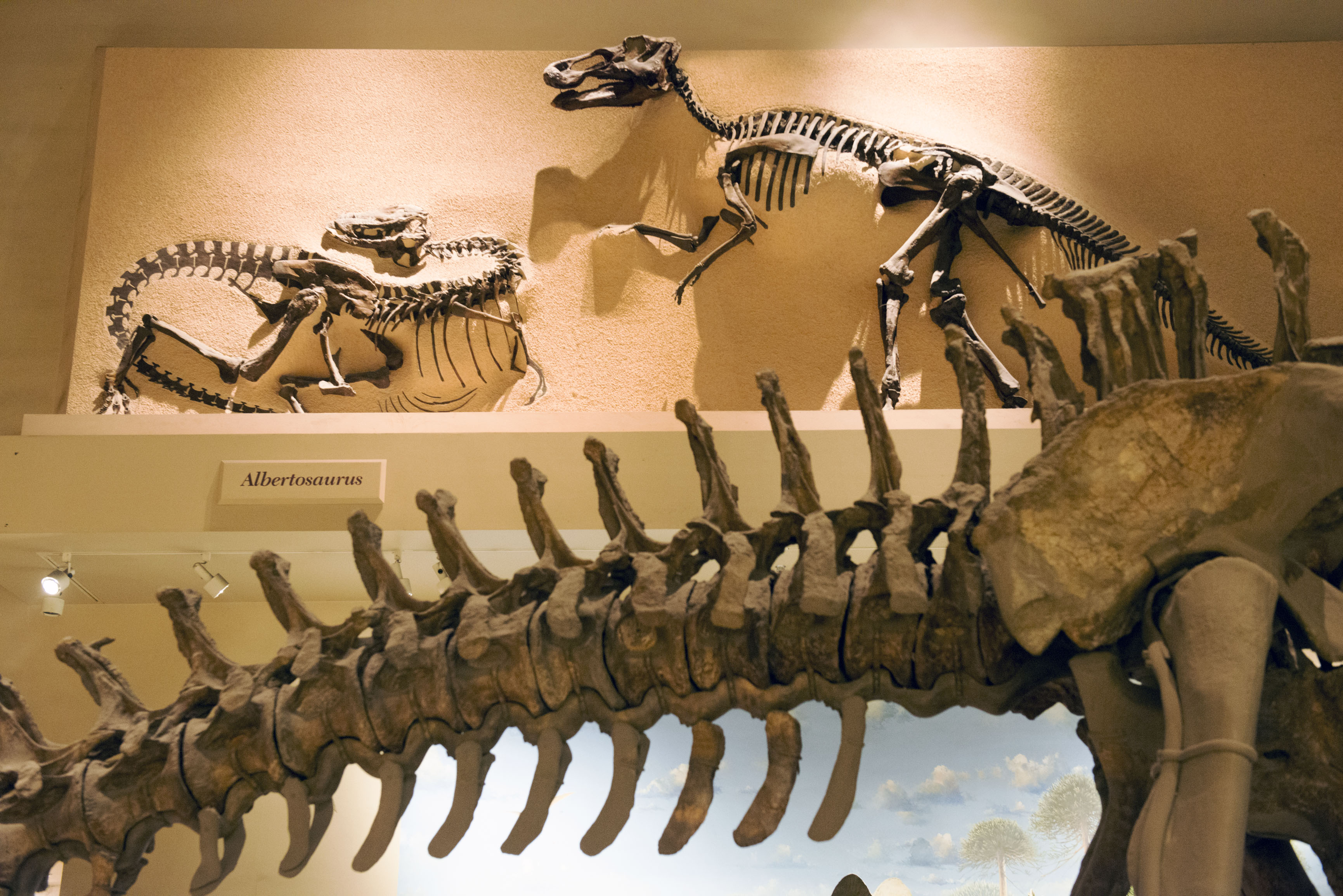 dinosaur