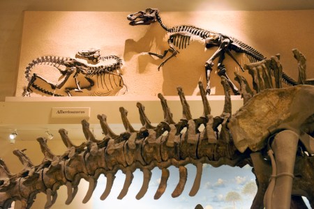 dinosaur