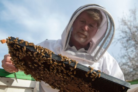 bees