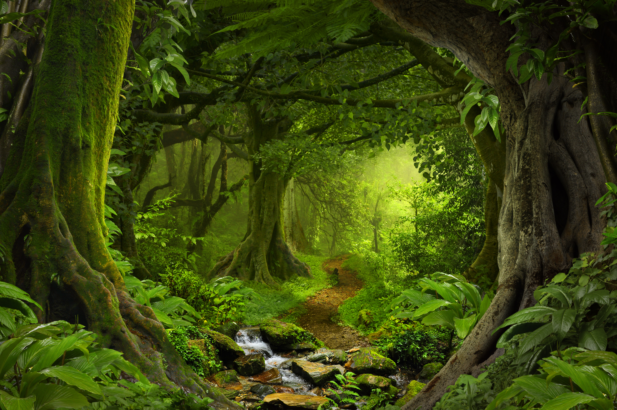 Forest (Getty)