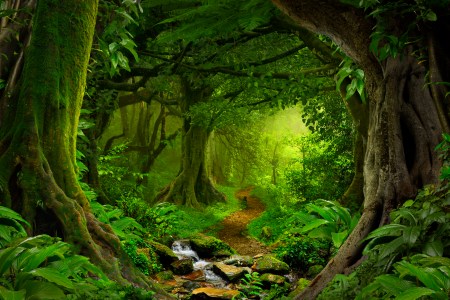 Forest (Getty)