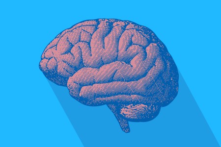 brain