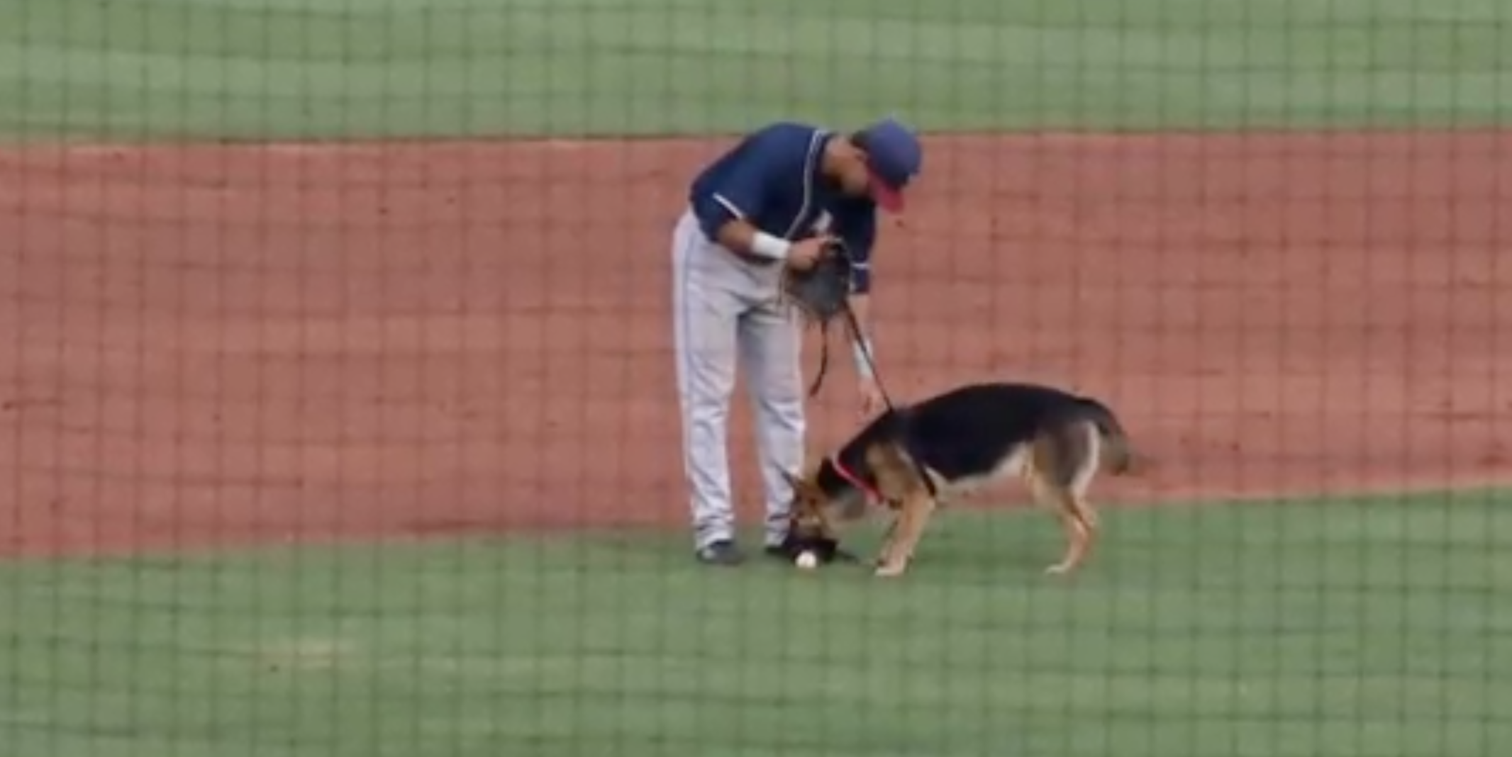 An image of the Tulsa Drillers Bark in the Park event.  (NewsOn6.com - http://www.newson6.com/clip/14420566/web-extra-dog-day-fun-at-tulsa-drillers-game)