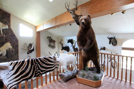The Trump Admin Is Rebranding Trophy Hunting As Good For Animals