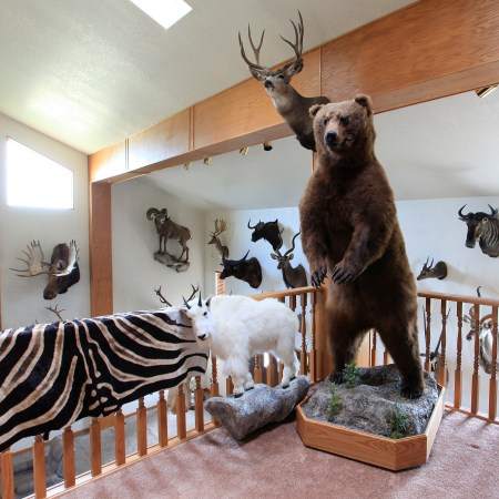 trophy hunting