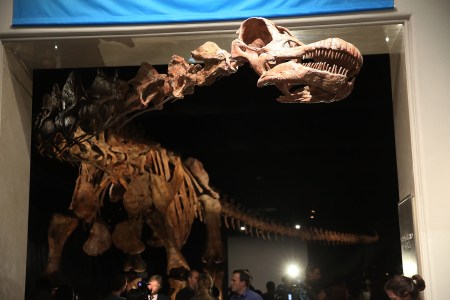 dinosaur