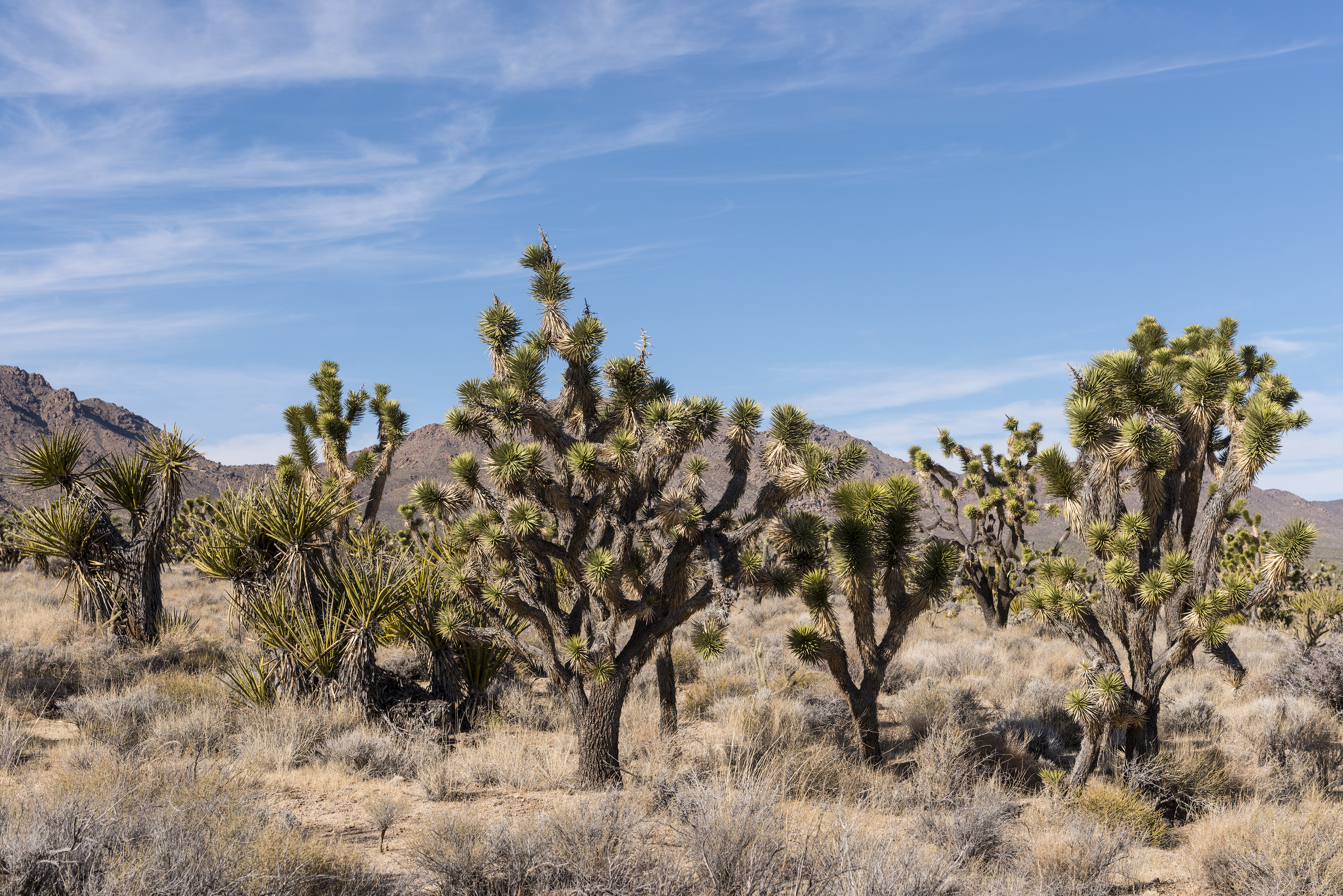 national parks