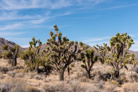 national parks