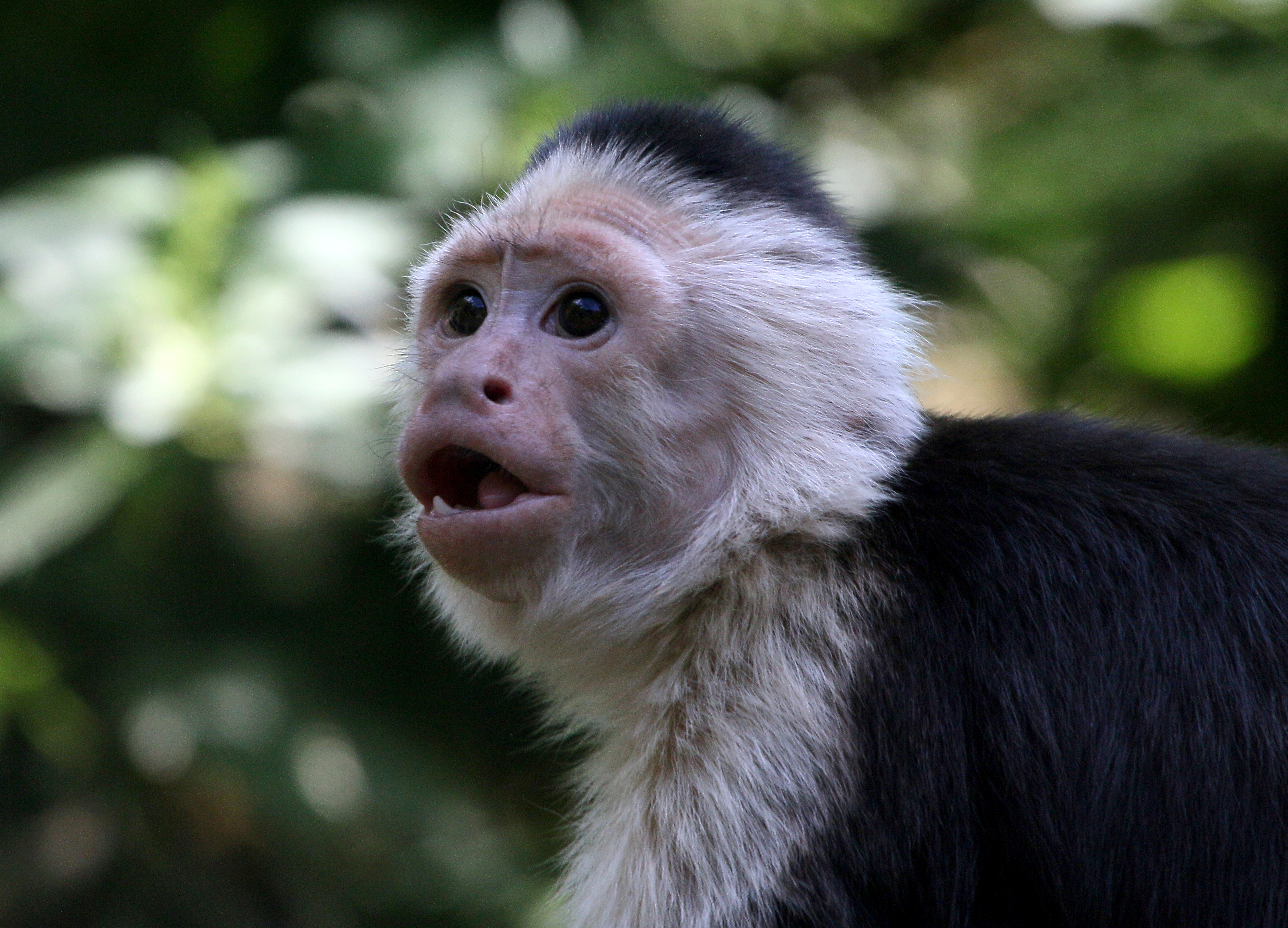 monkey