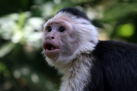 monkey