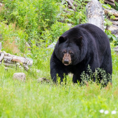 Black bear attack
