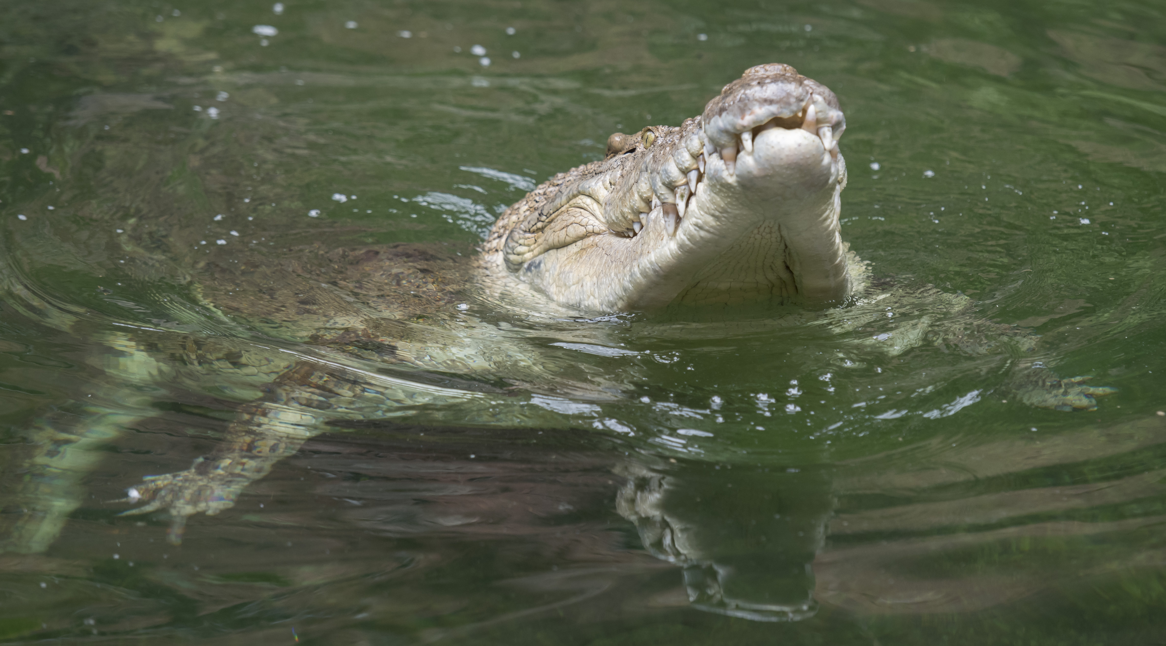 crocodile