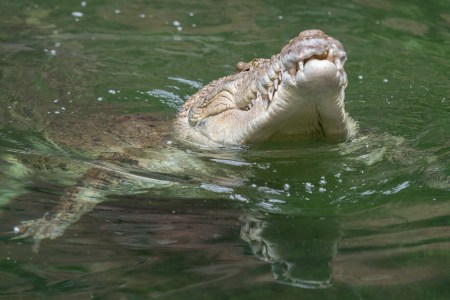 crocodile