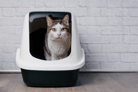 cat poop