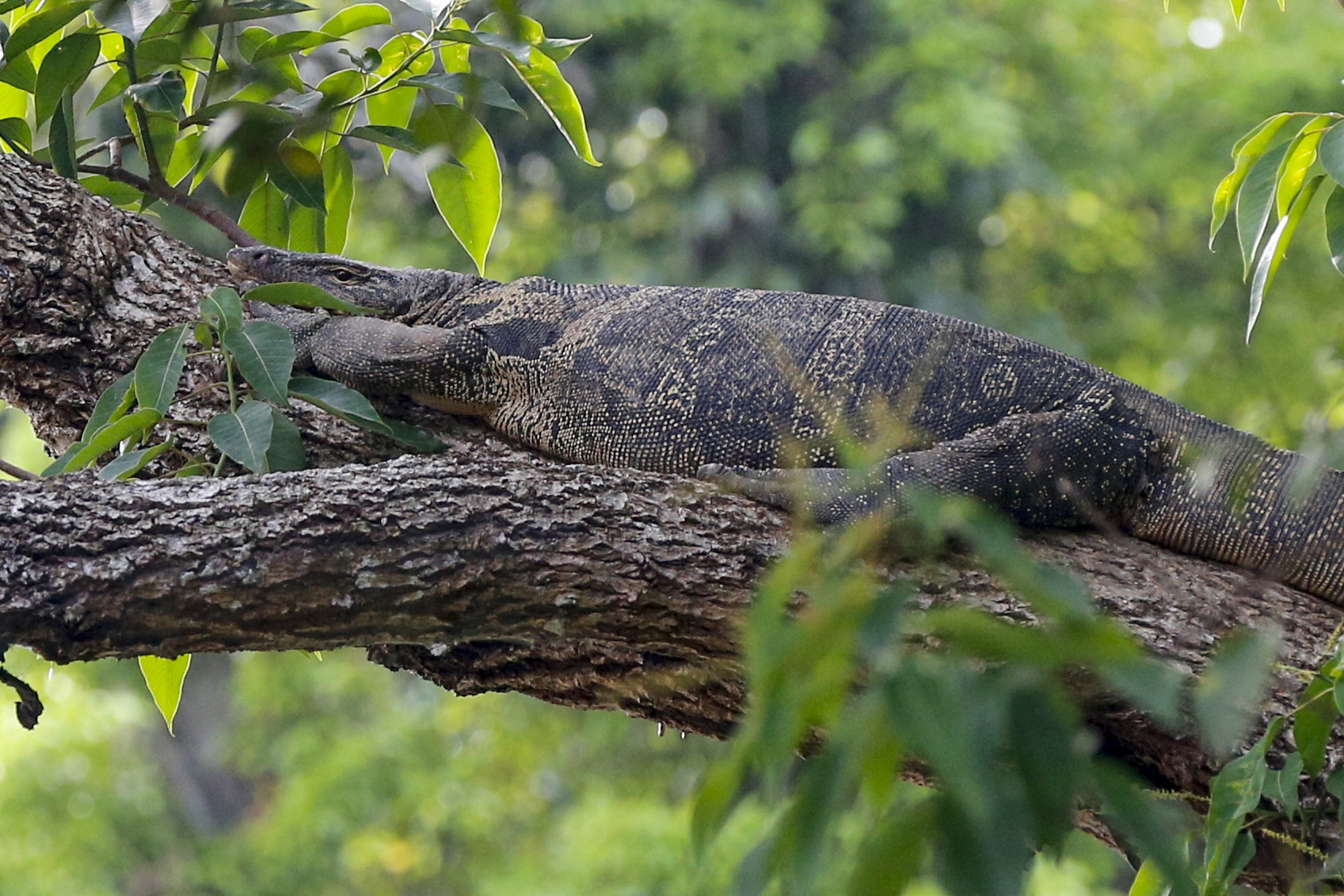 Six-Foot Lizard Has Invaded One Florida Family’s Backyard and Eludes Capture