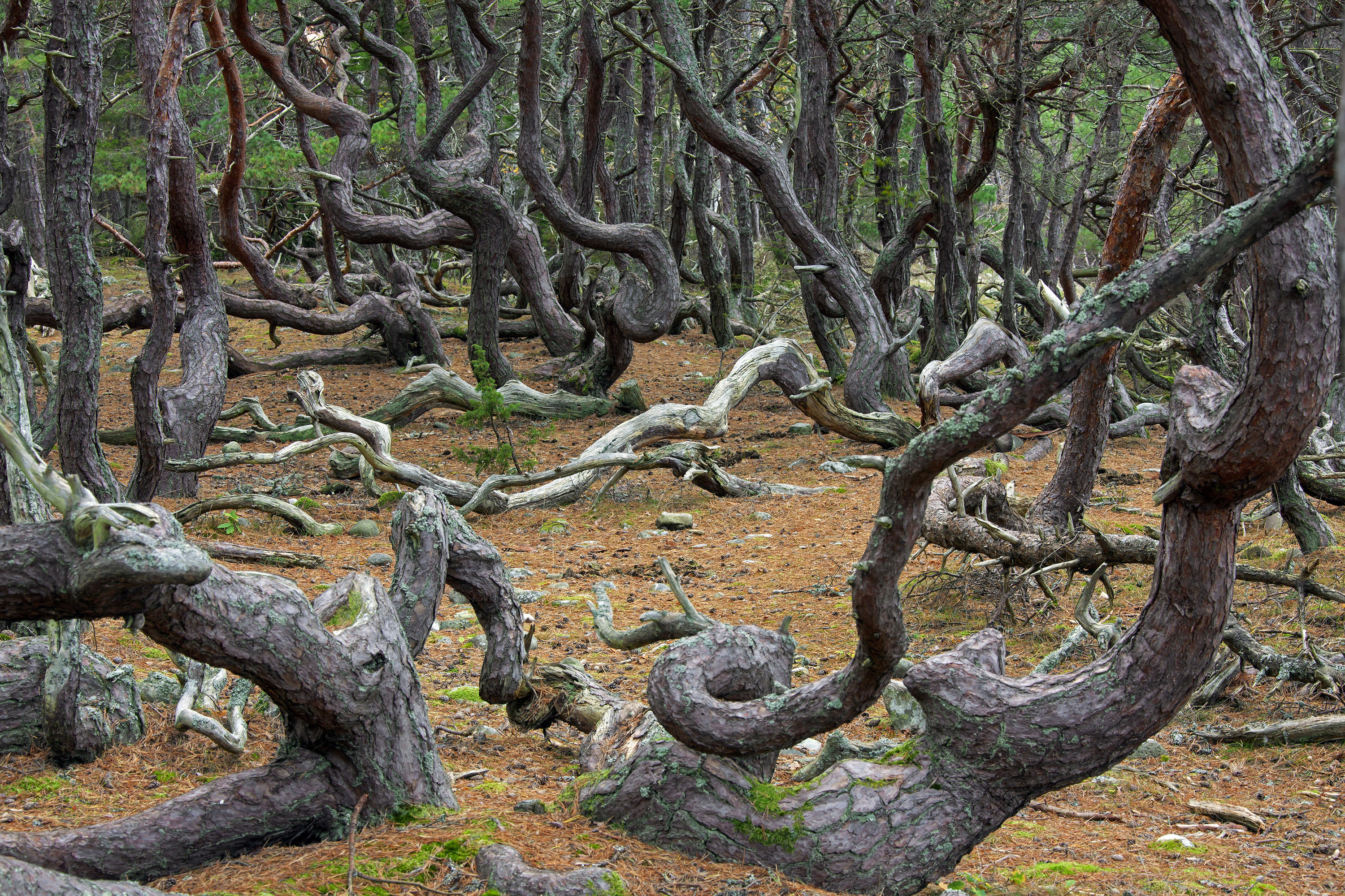 troll forest