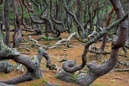 troll forest
