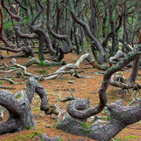 troll forest