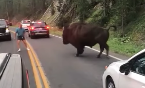 Lindsey Jones shares a video of a bison charging a man taunting it. (Lindsey Jones/YouTube)