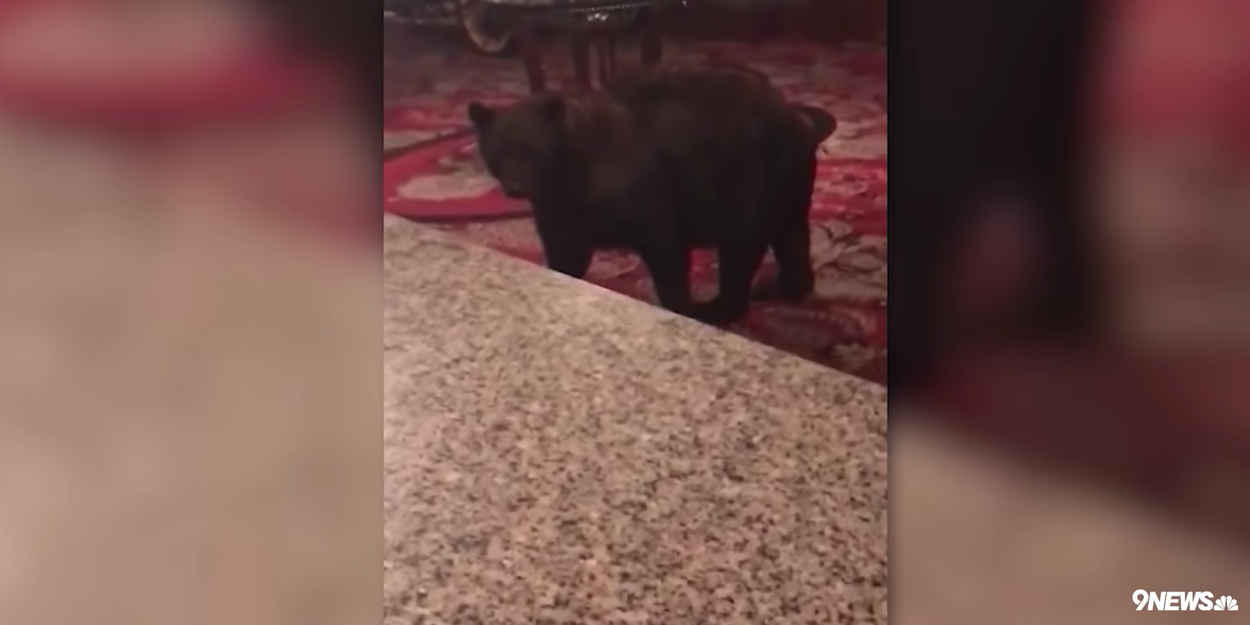 bear