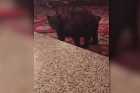 bear