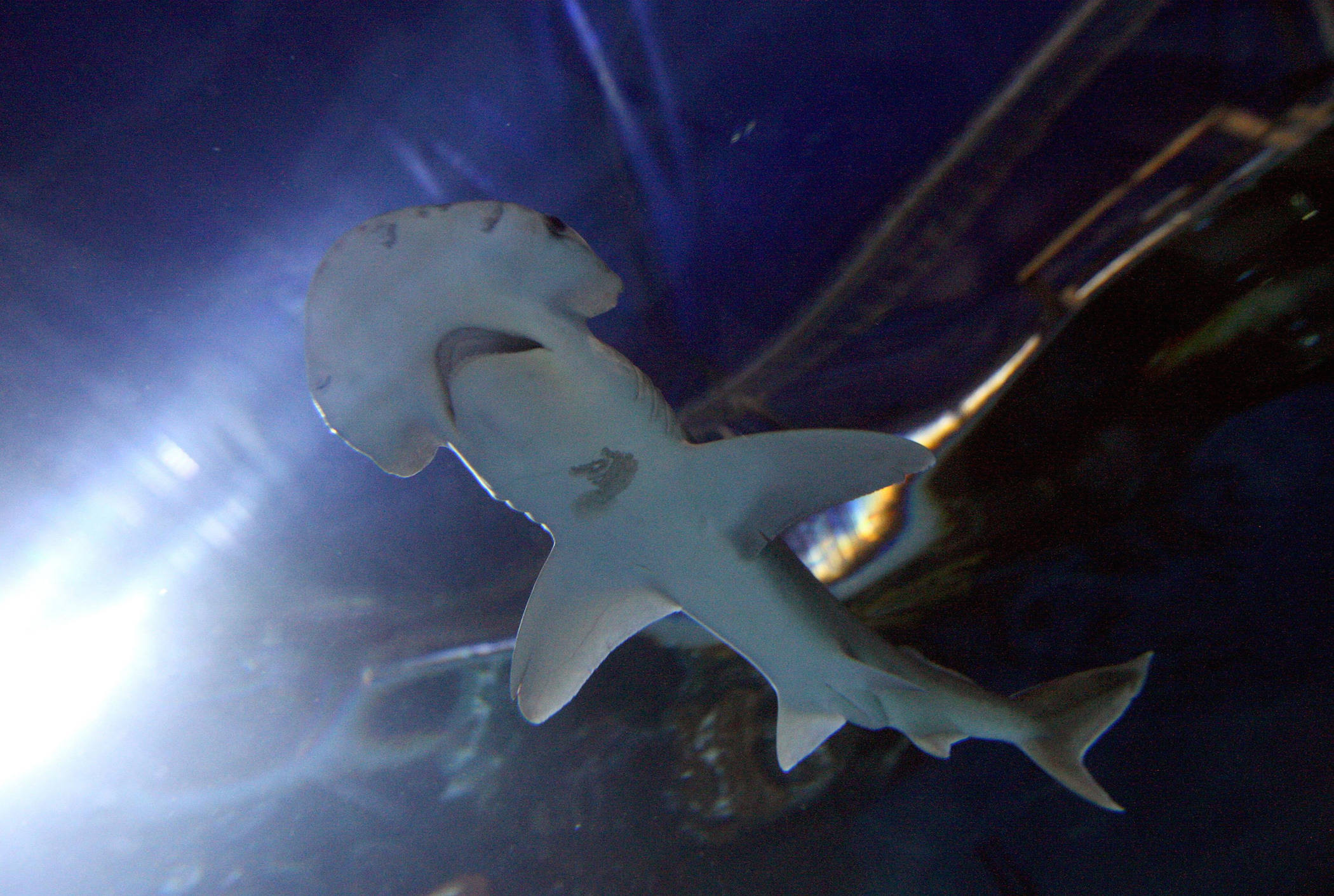 One of a pair of new Bonnethead sharks at Chessington World of Adventures, Surrey.   (Photo by Steve Parsons/PA Images via Getty Images)