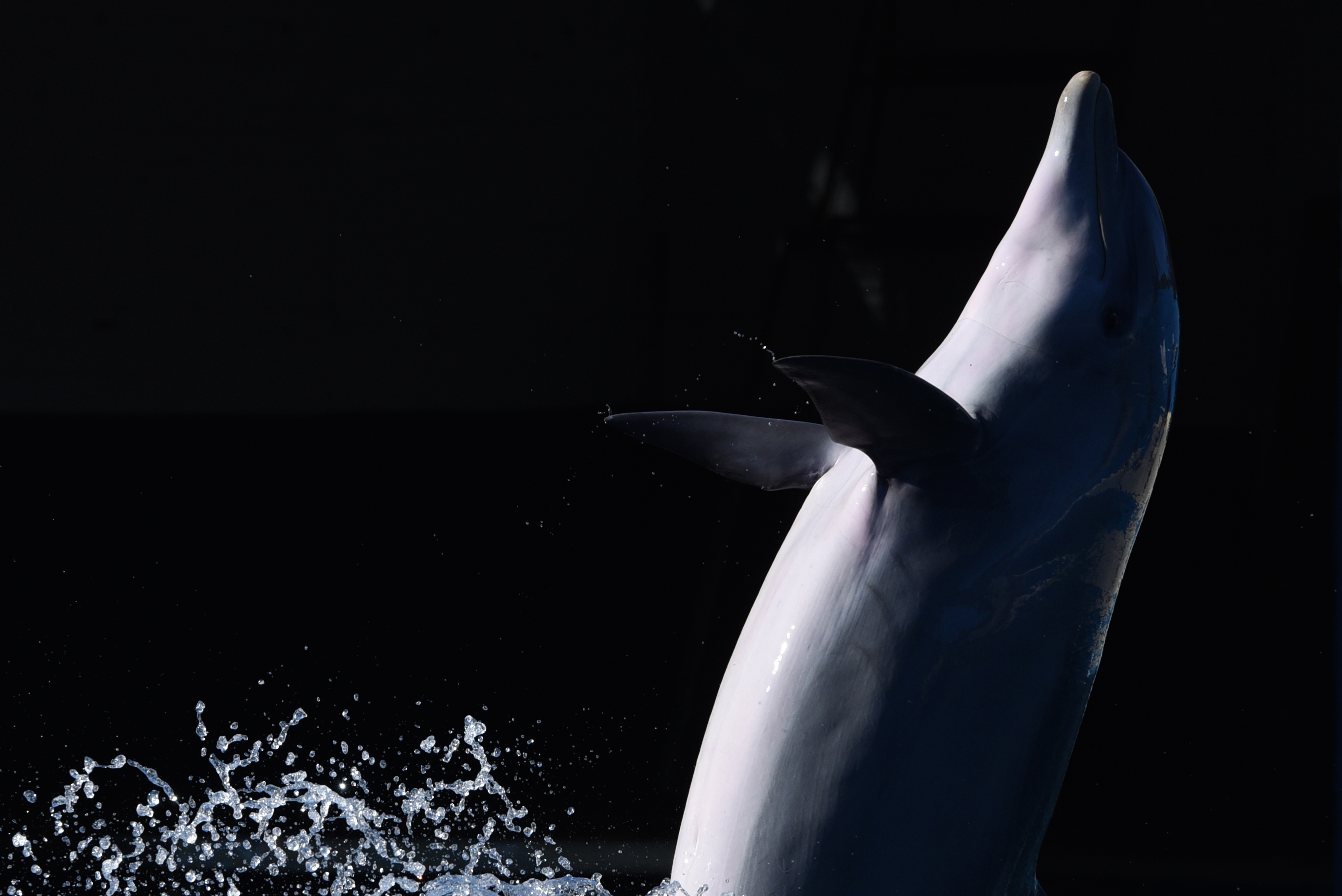 The Strange History of Wild Dolphins Learning to Tail-walk