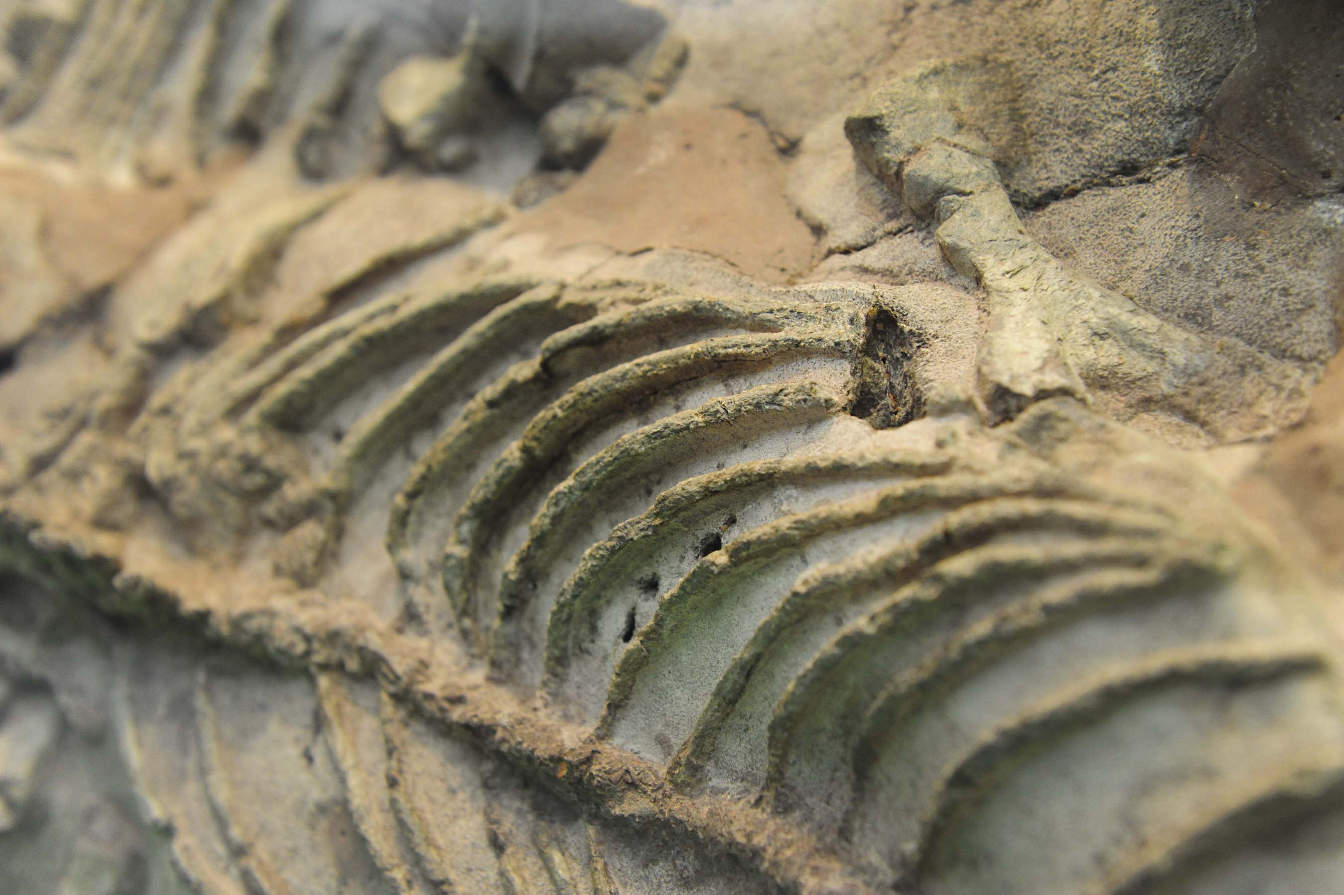 Some of the newly discovered fossil seen at the Evolutionary Studies Institute,  on November 10, 2015 in Johannesburg, South Africa. The 200,000 million-year-old dinosaur was recently revealed to be the largest land animal in history. (Photo by Simone Kley/Foto24/Gallo Images/Getty Images)