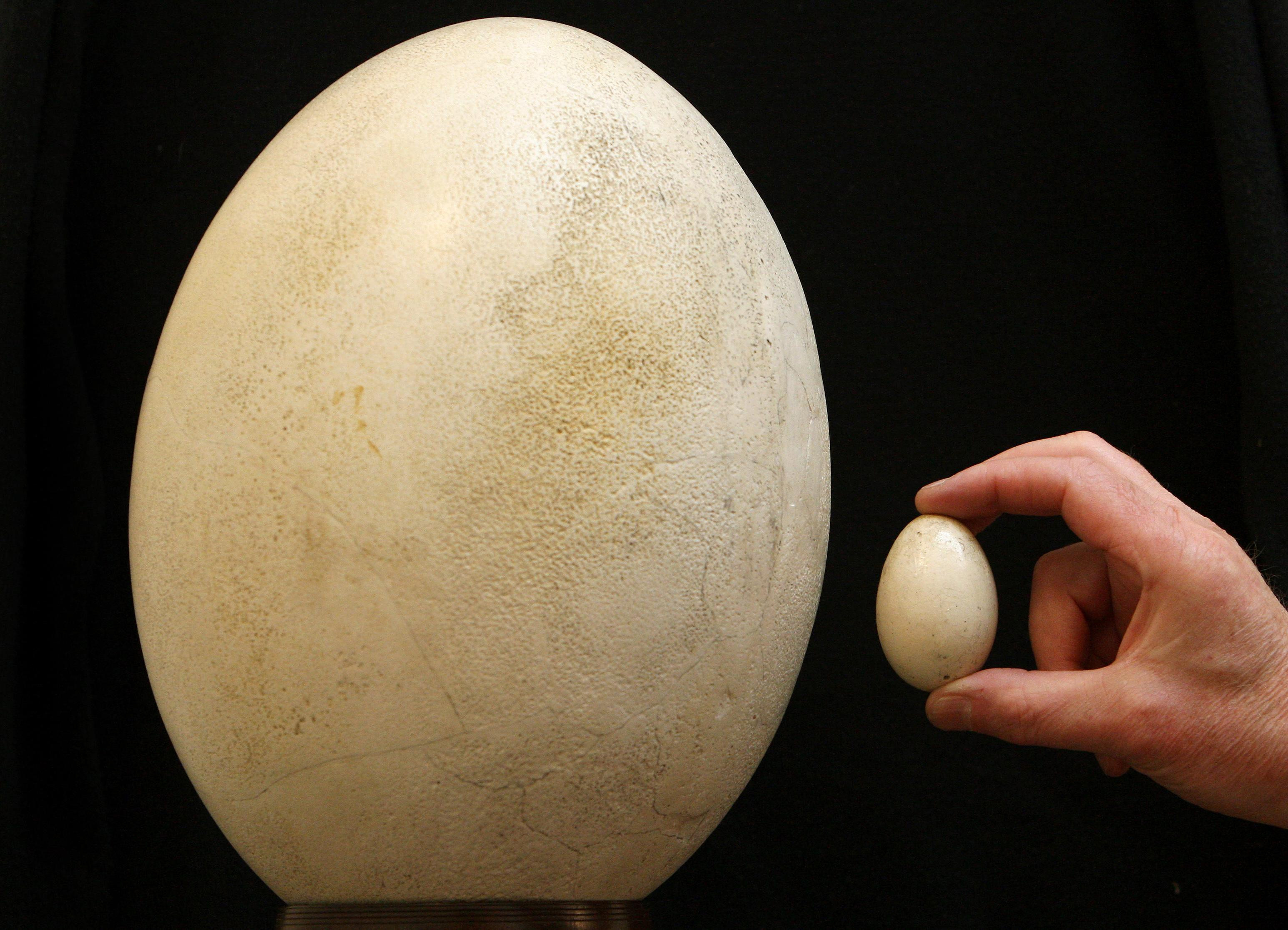 The egg of a Giant Elephant Bird of Madagascar. The elephant bird recently reclaimed its title as the largest bird in history. (Photo by Dominic Lipinski - PA Images/PA Images via Getty Images)